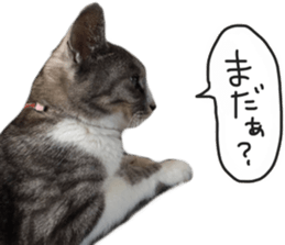 Another of my cat sticker. sticker #13601286