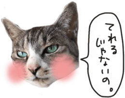 Another of my cat sticker. sticker #13601287