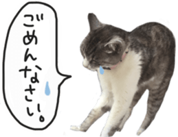 Another of my cat sticker. sticker #13601288