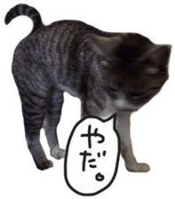 Another of my cat sticker. sticker #13601289