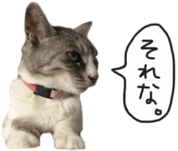 Another of my cat sticker. sticker #13601290