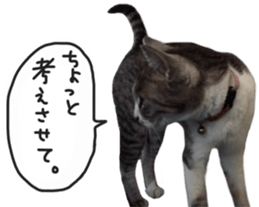 Another of my cat sticker. sticker #13601291