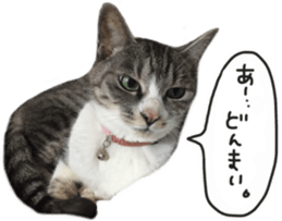 Another of my cat sticker. sticker #13601292