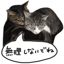 Another of my cat sticker. sticker #13601293