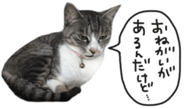 Another of my cat sticker. sticker #13601294