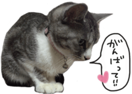 Another of my cat sticker. sticker #13601295