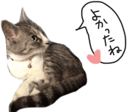 Another of my cat sticker. sticker #13601296