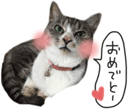 Another of my cat sticker. sticker #13601297