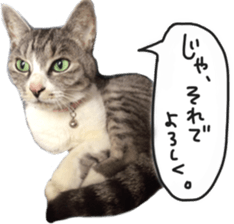 Another of my cat sticker. sticker #13601298