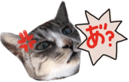 Another of my cat sticker. sticker #13601299