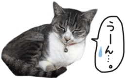 Another of my cat sticker. sticker #13601300