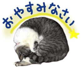 Another of my cat sticker. sticker #13601301