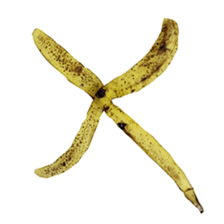 He is banana. sticker #13601449