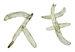 He is banana. sticker #13601450