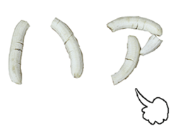 He is banana. sticker #13601453