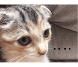 Calico cat MOMO sticker #13605078