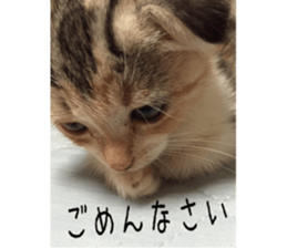 Calico cat MOMO sticker #13605079