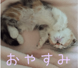 Calico cat MOMO sticker #13605080