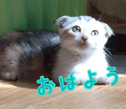 Calico cat MOMO sticker #13605081