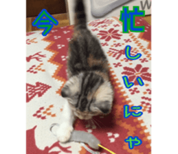 Calico cat MOMO sticker #13605082