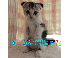 Calico cat MOMO sticker #13605084