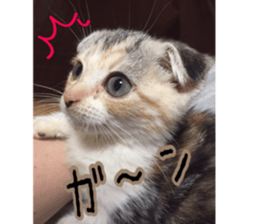 Calico cat MOMO sticker #13605085