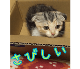 Calico cat MOMO sticker #13605086