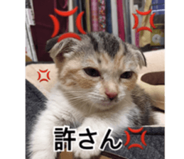 Calico cat MOMO sticker #13605087