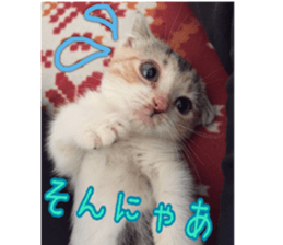 Calico cat MOMO sticker #13605088