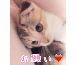 Calico cat MOMO sticker #13605089