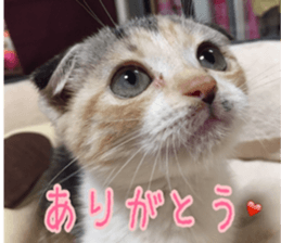 Calico cat MOMO sticker #13605091