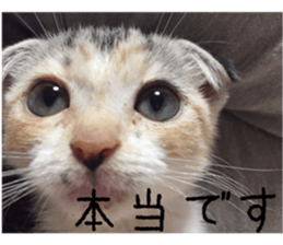 Calico cat MOMO sticker #13605093