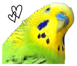 inko no oujisama sticker #13606577