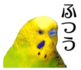 inko no oujisama sticker #13606588