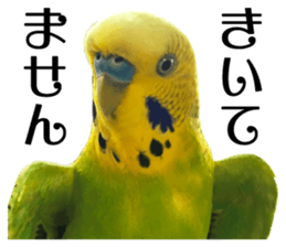 inko no oujisama sticker #13606590