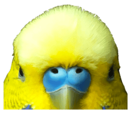 inko no oujisama sticker #13606598