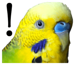 inko no oujisama sticker #13606599