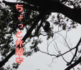 cat and landscape sticker #13607705