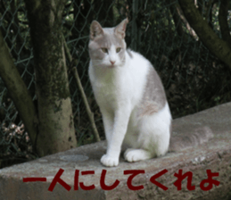 cat and landscape sticker #13607708