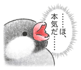 Stickers of Java Sparrow sticker #13608104