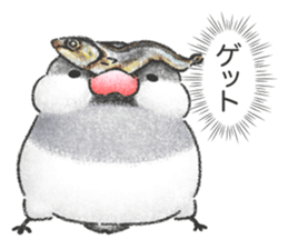 Stickers of Java Sparrow sticker #13608110
