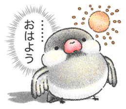 Stickers of Java Sparrow sticker #13608114