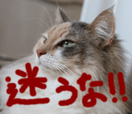 Instead tell the cat part4 sticker #13614632