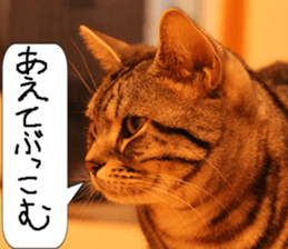 Instead tell the cat part4 sticker #13614663