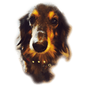 dachshund-maro sticker #13616166