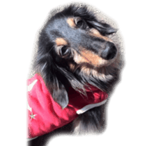 dachshund-maro sticker #13616167