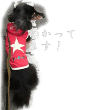 dachshund-maro sticker #13616168