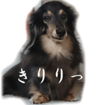 dachshund-maro sticker #13616169