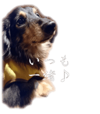 dachshund-maro sticker #13616170
