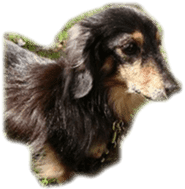 dachshund-maro sticker #13616171